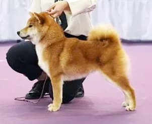 TERRA ASTREYA JESSIKA NUR