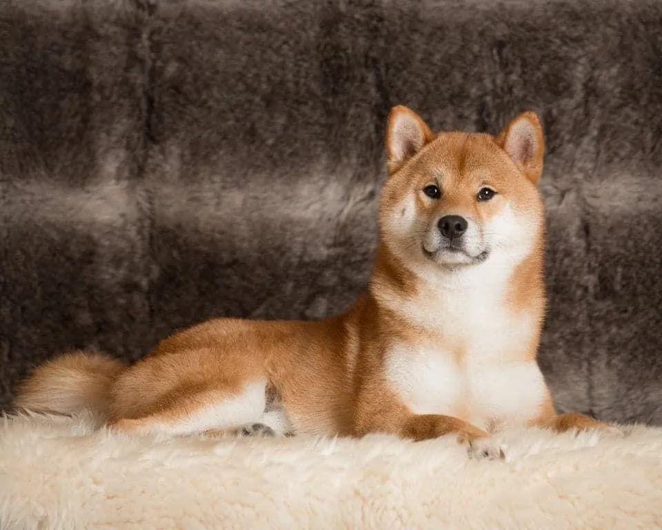 TERRA ASTREYA RAI TERUMITSU