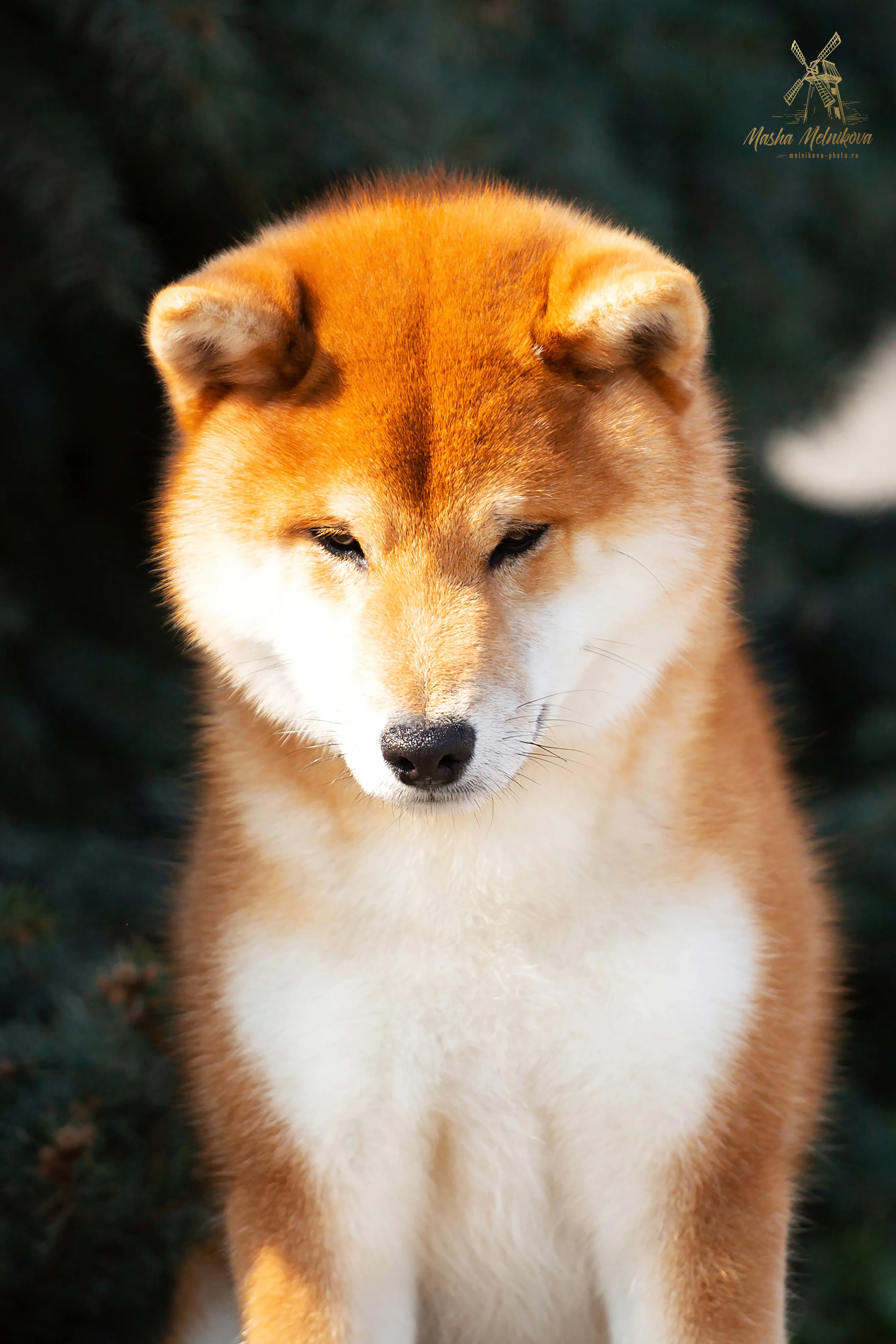 TERRA ASTREYA TSURUCHIYO AKIRA