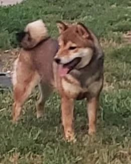 	TERRA ASTREYA PERLA ADELINA ROMI - фон