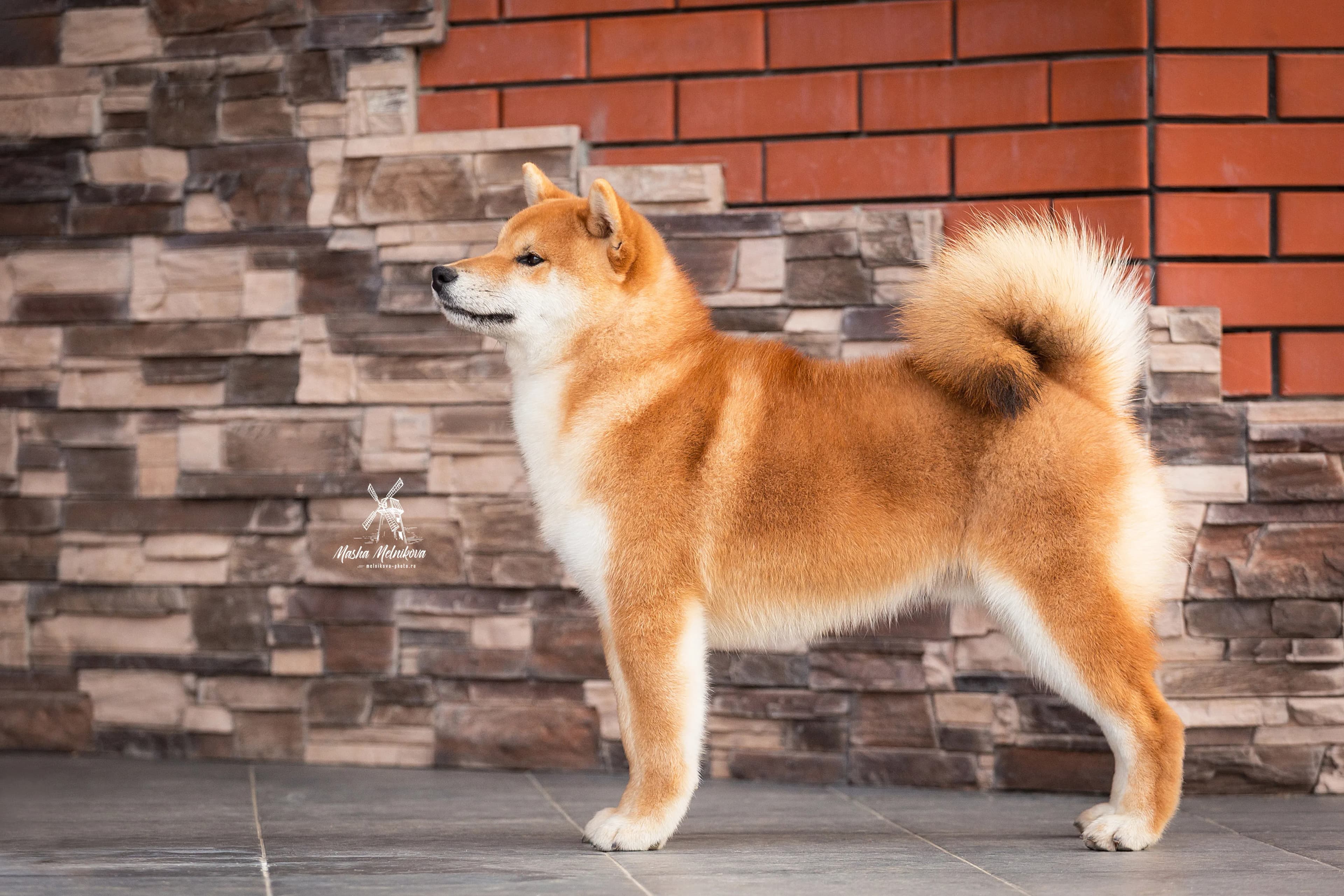 TERRA ASTREYA TSURUCHIYO AKIRA