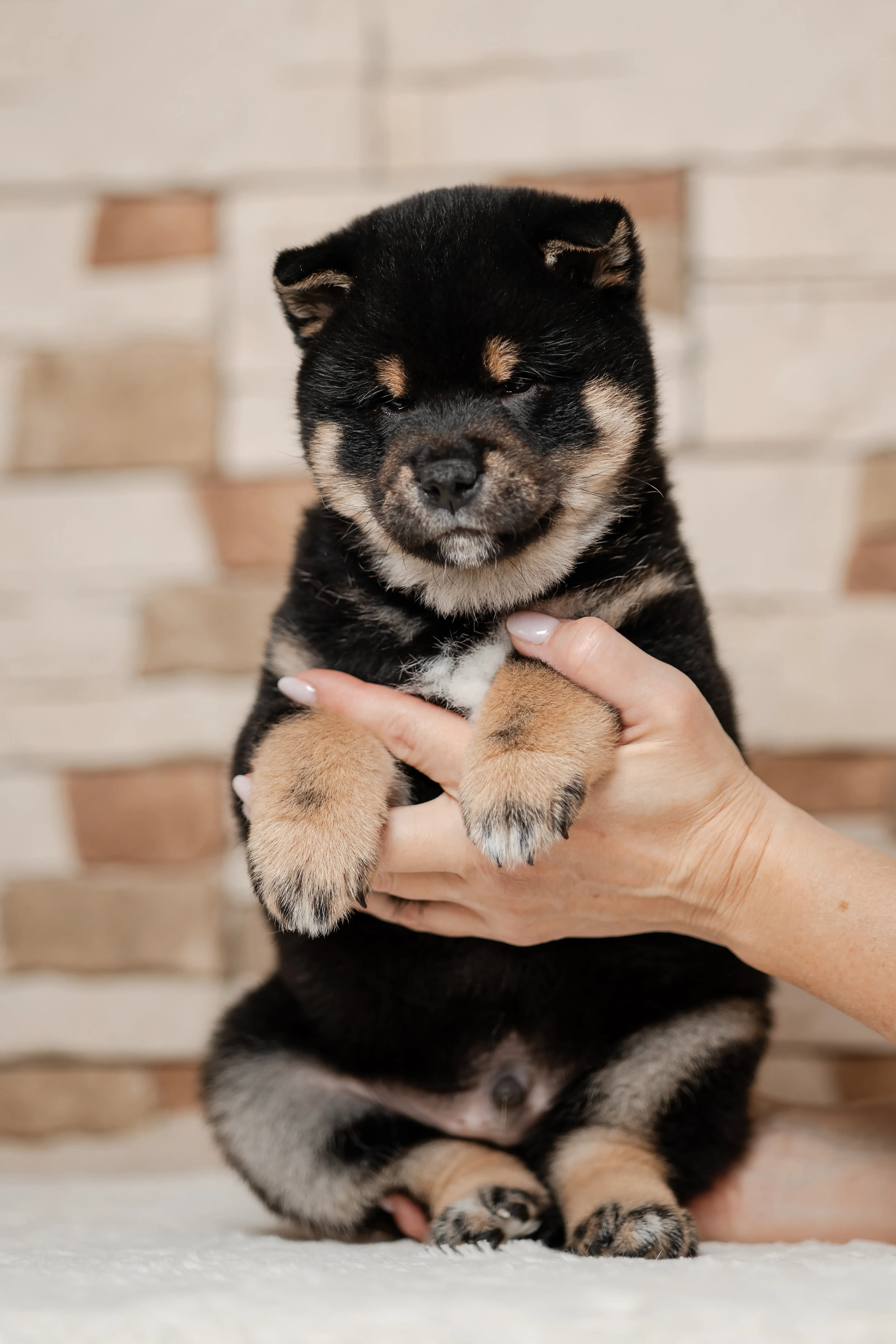 TERRA ASTREYA OLGERD TROY