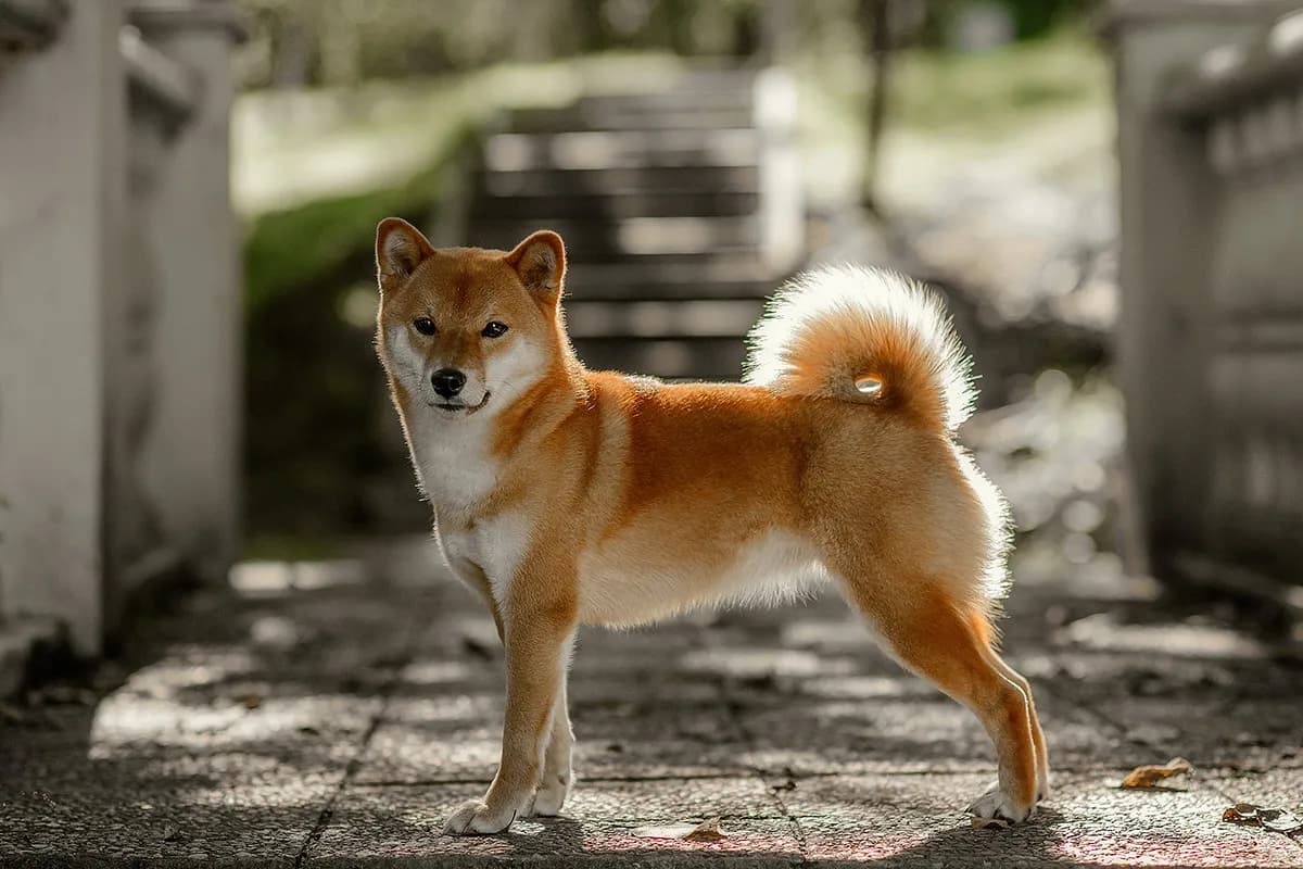 TERRA ASTREYA DENSETSU NO SUTA