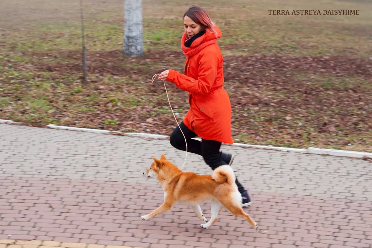 	TERRA ASTREYA DAISYHIME