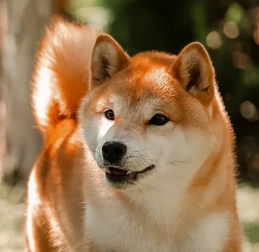 	TERRA ASTREYA EIMI TEKERA