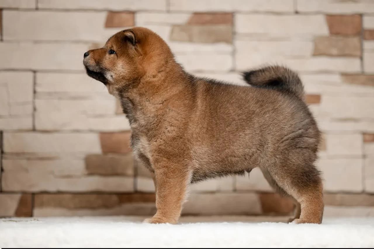 TERRA ASTREYA OTIS TAHOE