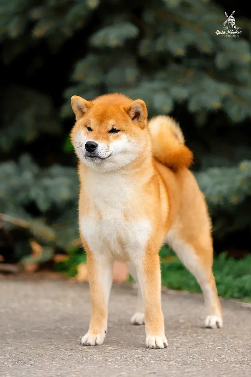 TERRA ASTREYA WABI TETSUMI - фон