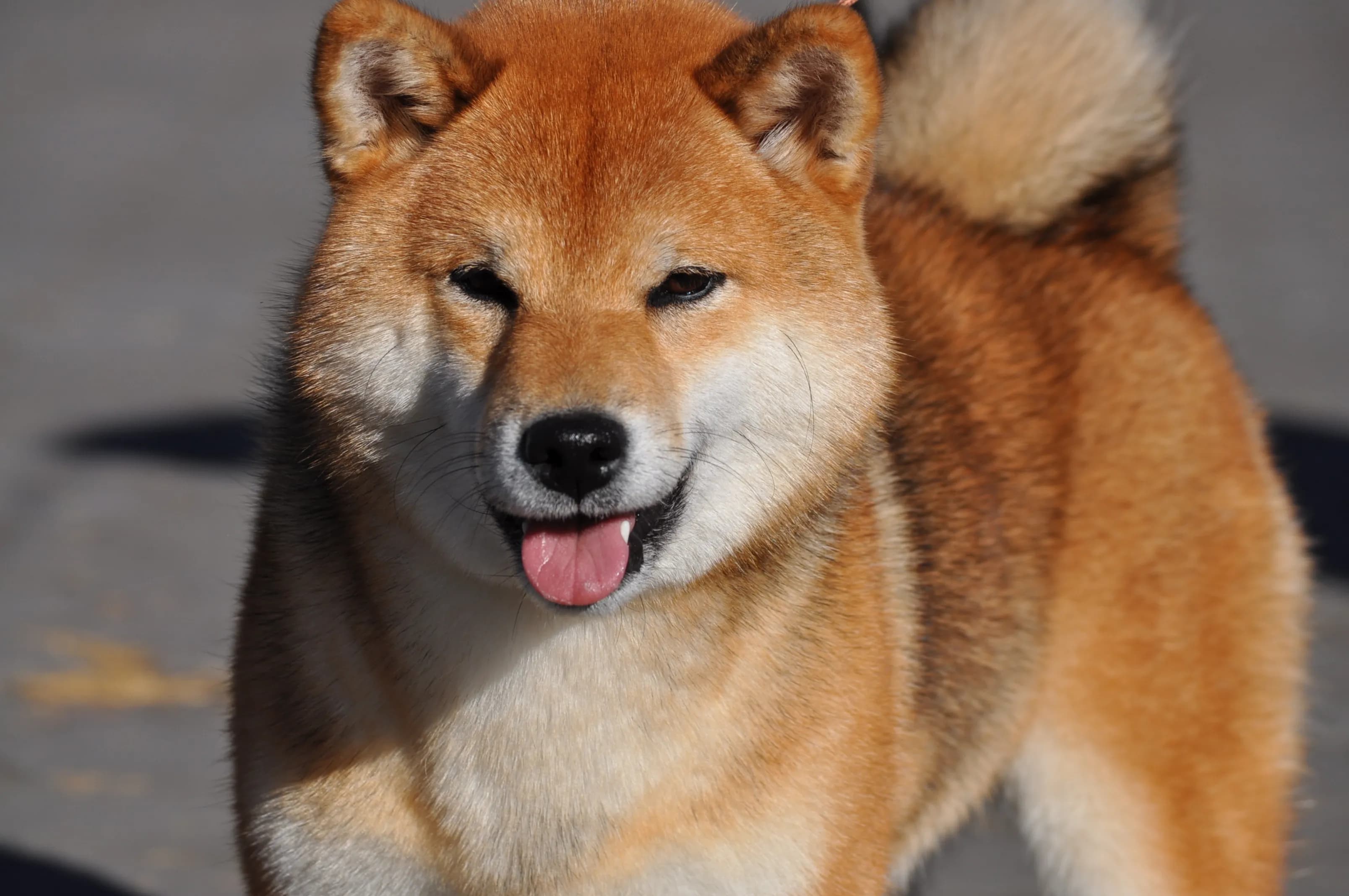 TERRA ASTREYA GENKI MUSUME