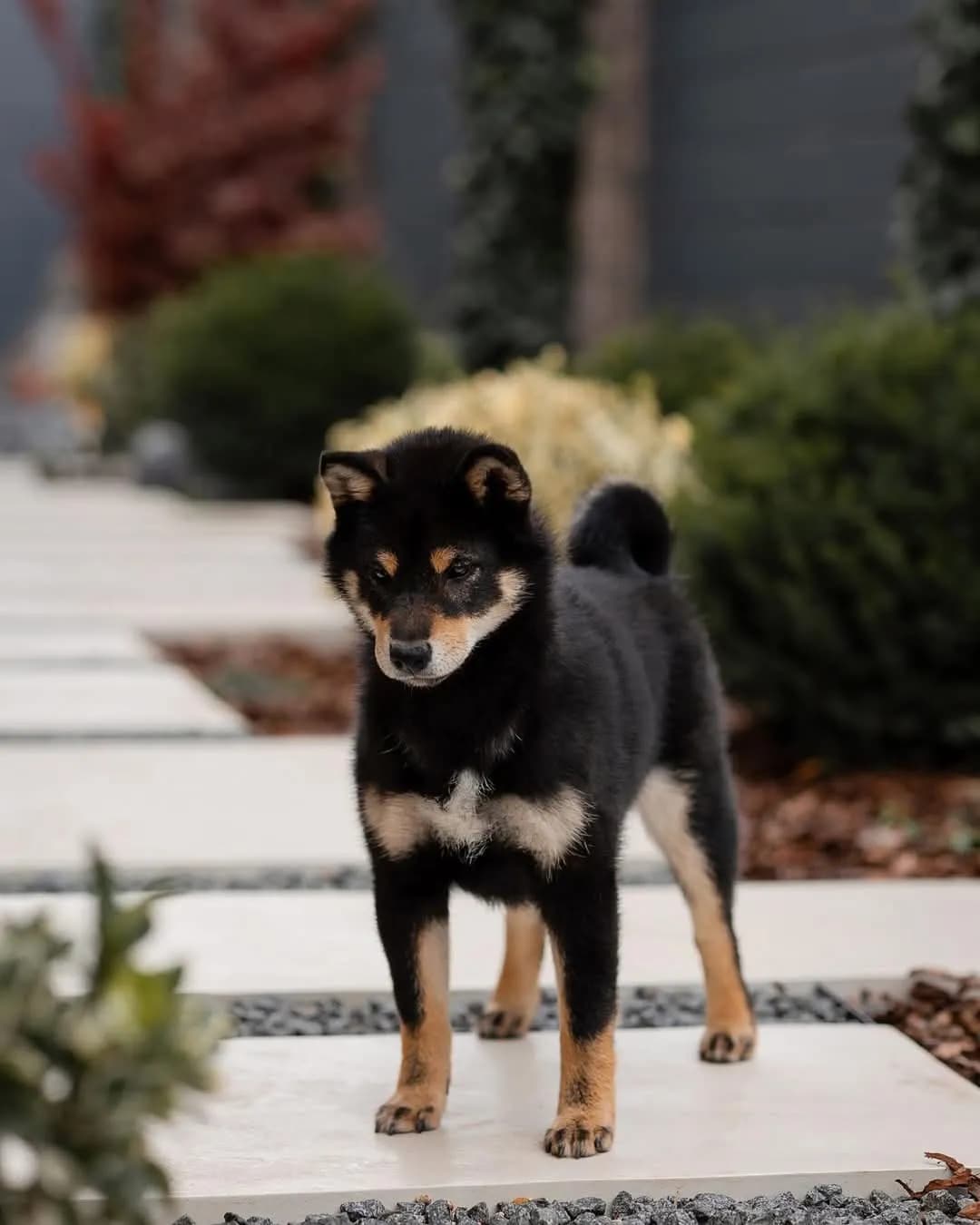 TERRA ASTREYA MEGUMI NO KUROKOMACHI