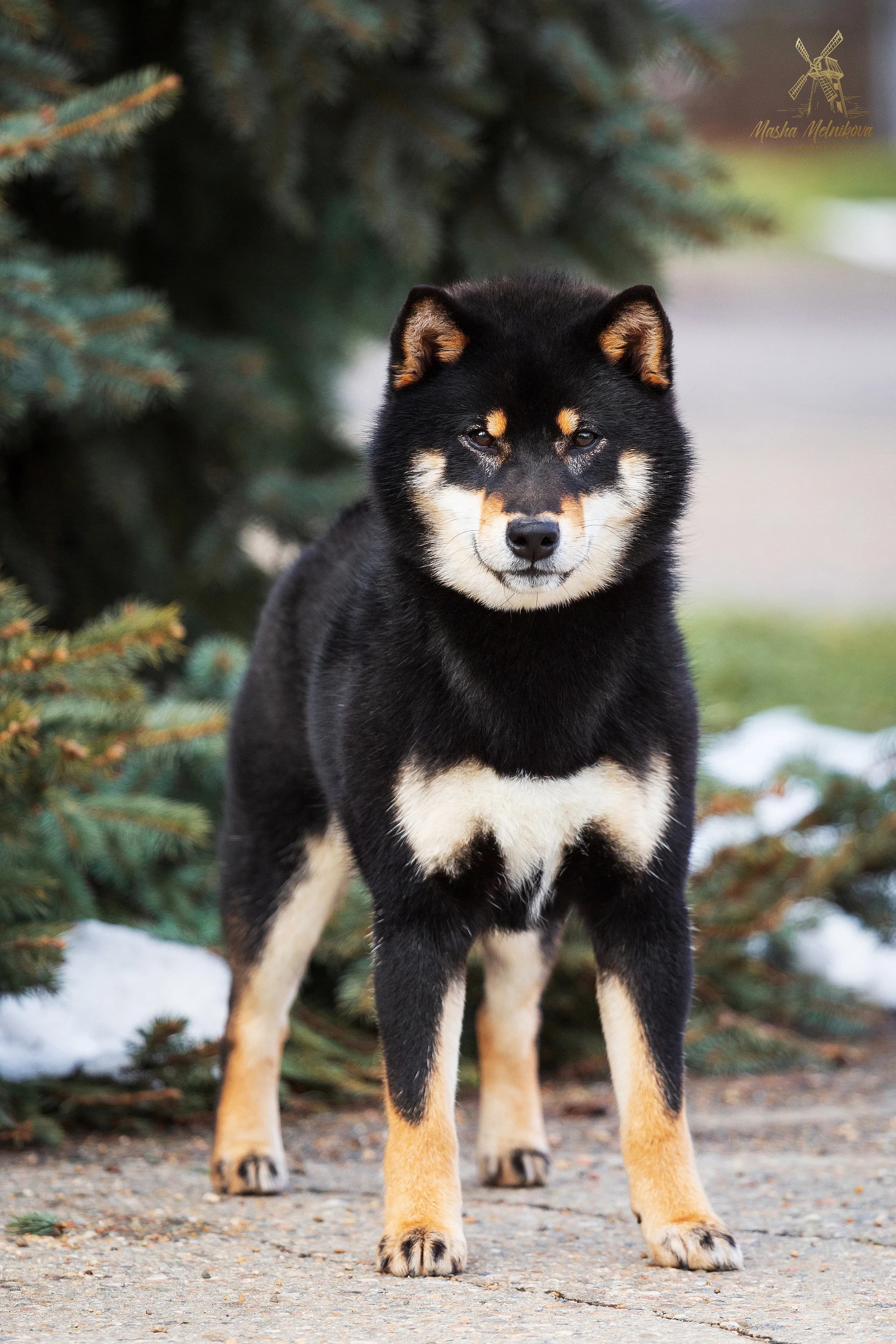 TERRA ASTREYA SHUUKOICHIMARU