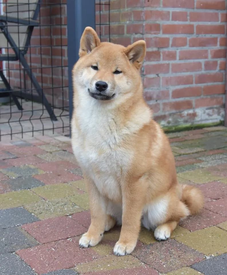 TERRA ASTREYA KUMIKOSAYURI - фон