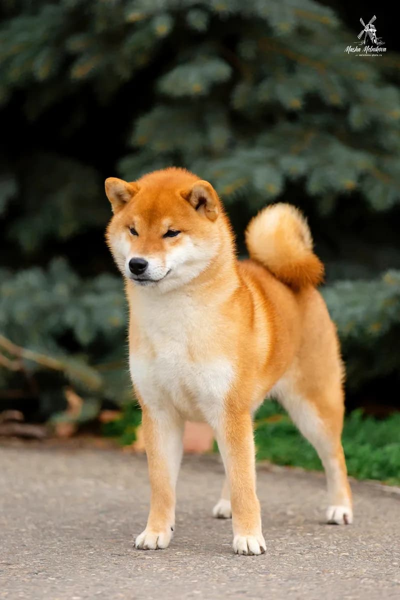 TERRA ASTREYA WABI TETSUMI