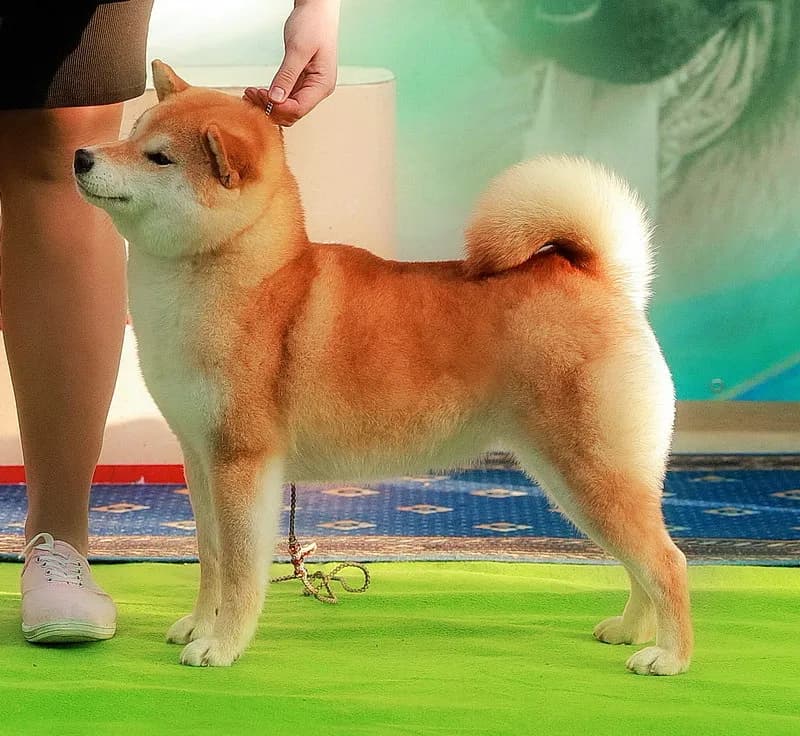 TERRA ASTREYA WABI HIKARI - фон