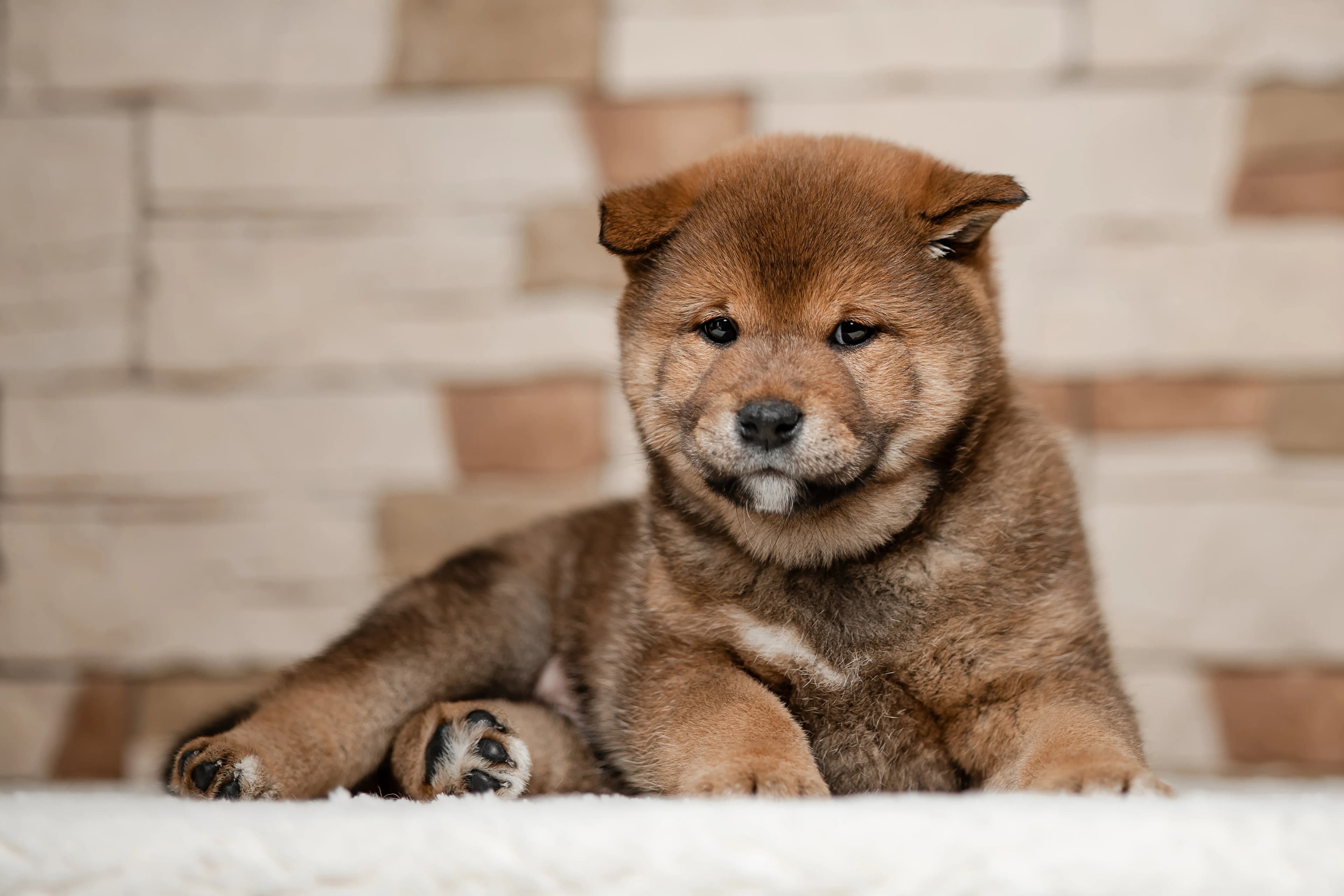 TERRA ASTREYA OTIS TAHOE