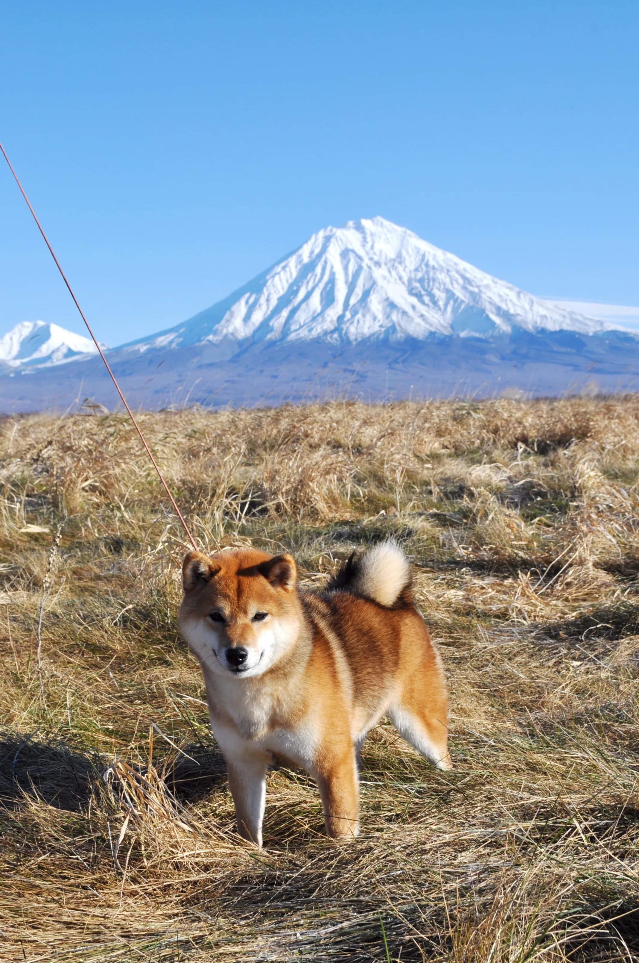TERRA ASTREYA GENKI MUSUME