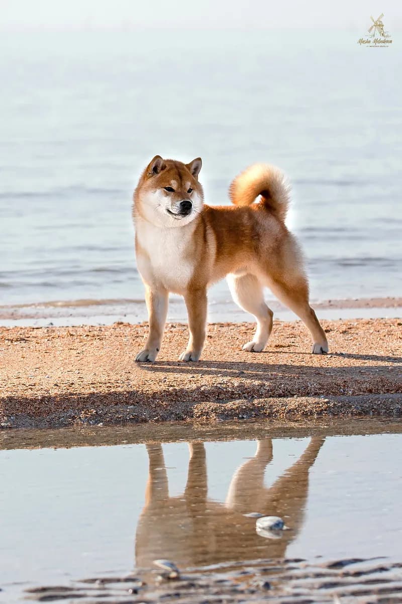 	TERRA ASTREYA WAKAI OSHIO - фон