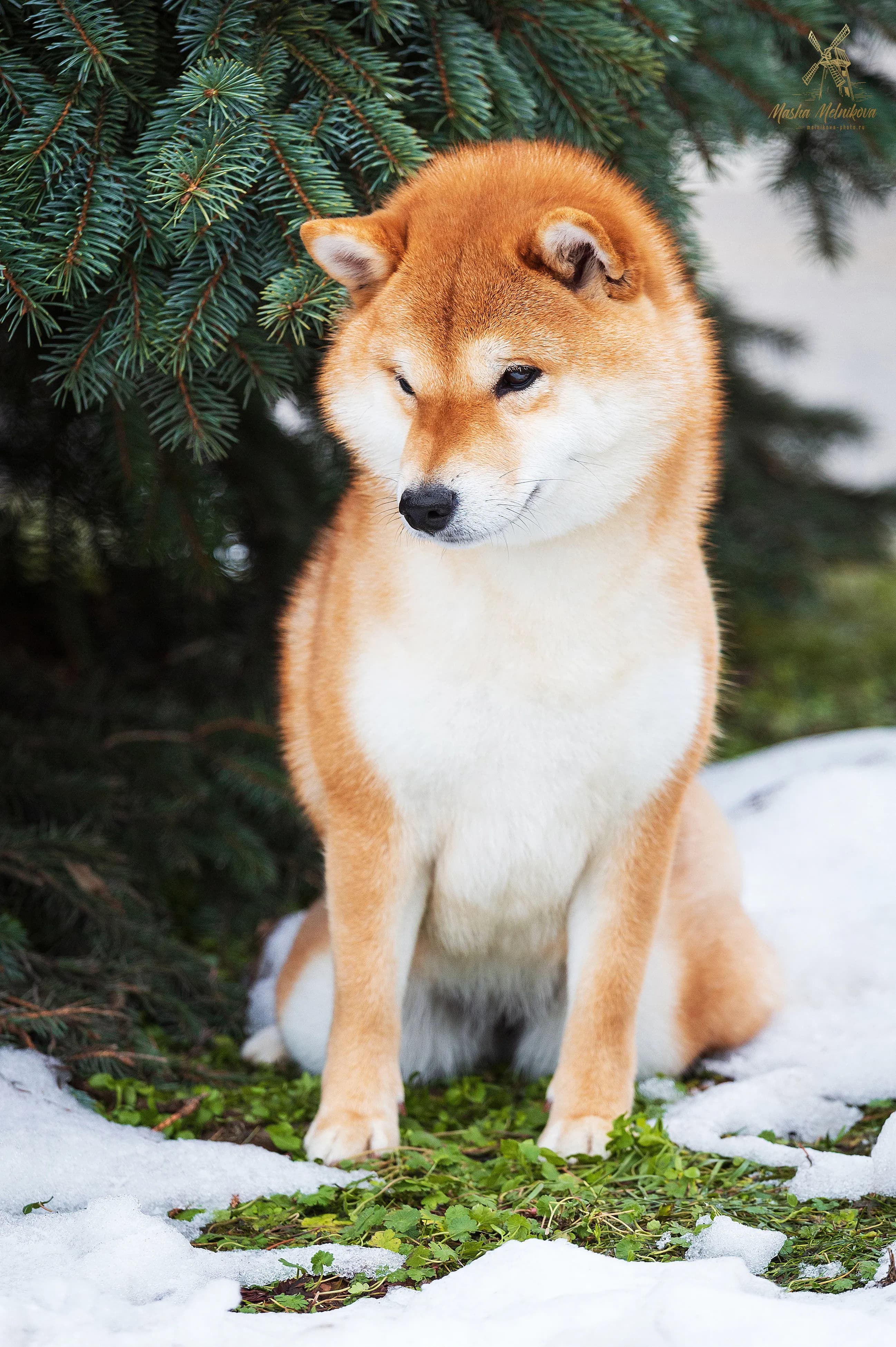 TERRA ASTREYA HARUKA MASANISHIKIHIME