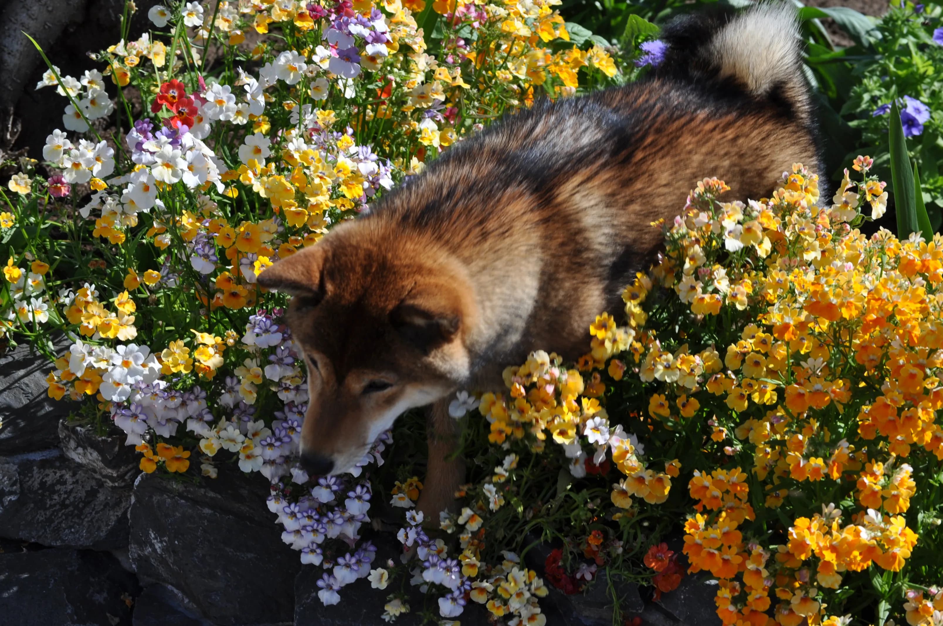 DEMISHSTAR SHINKO ROMI