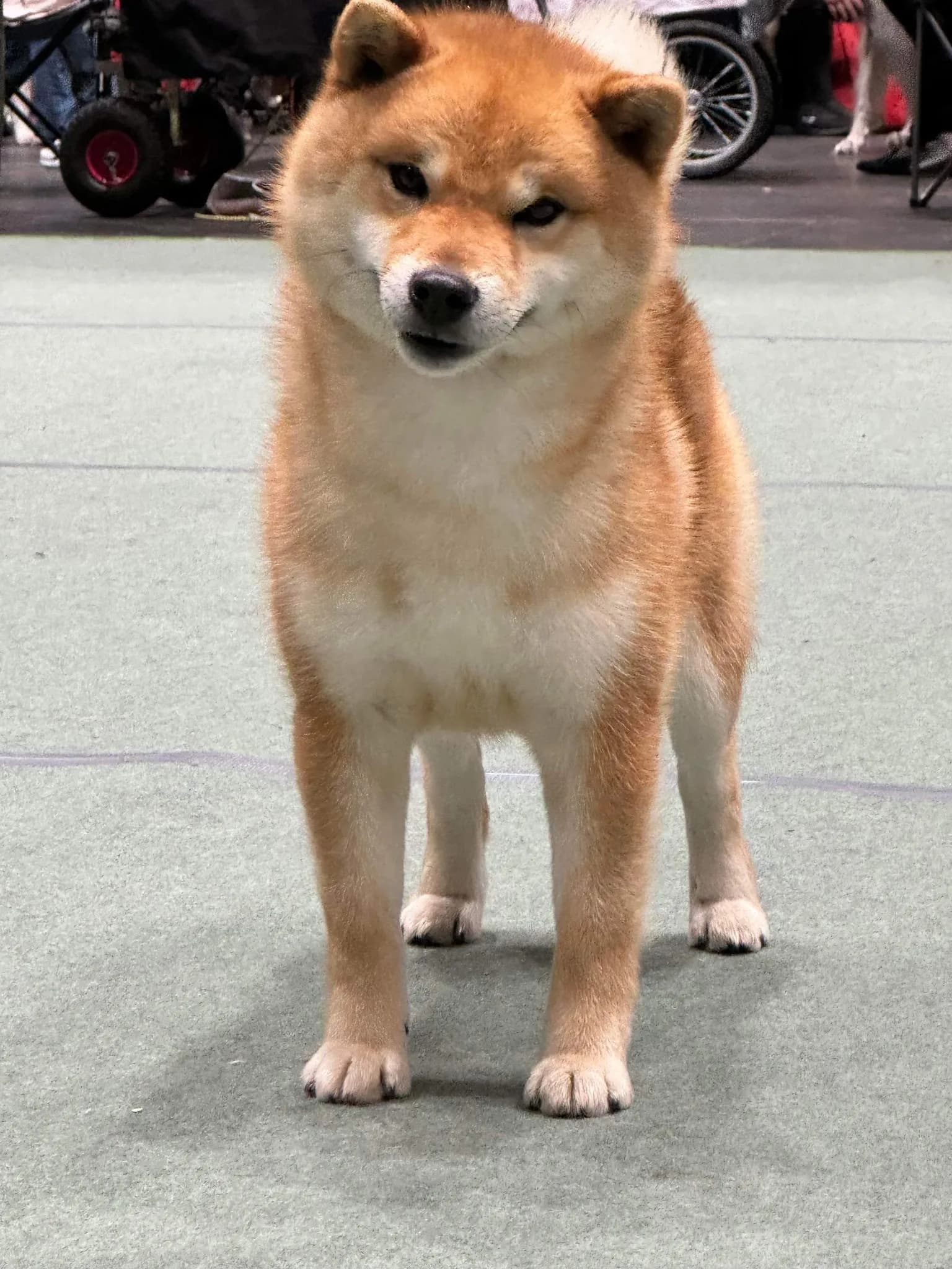 	TERRA ASTREYA YUUICHIROU