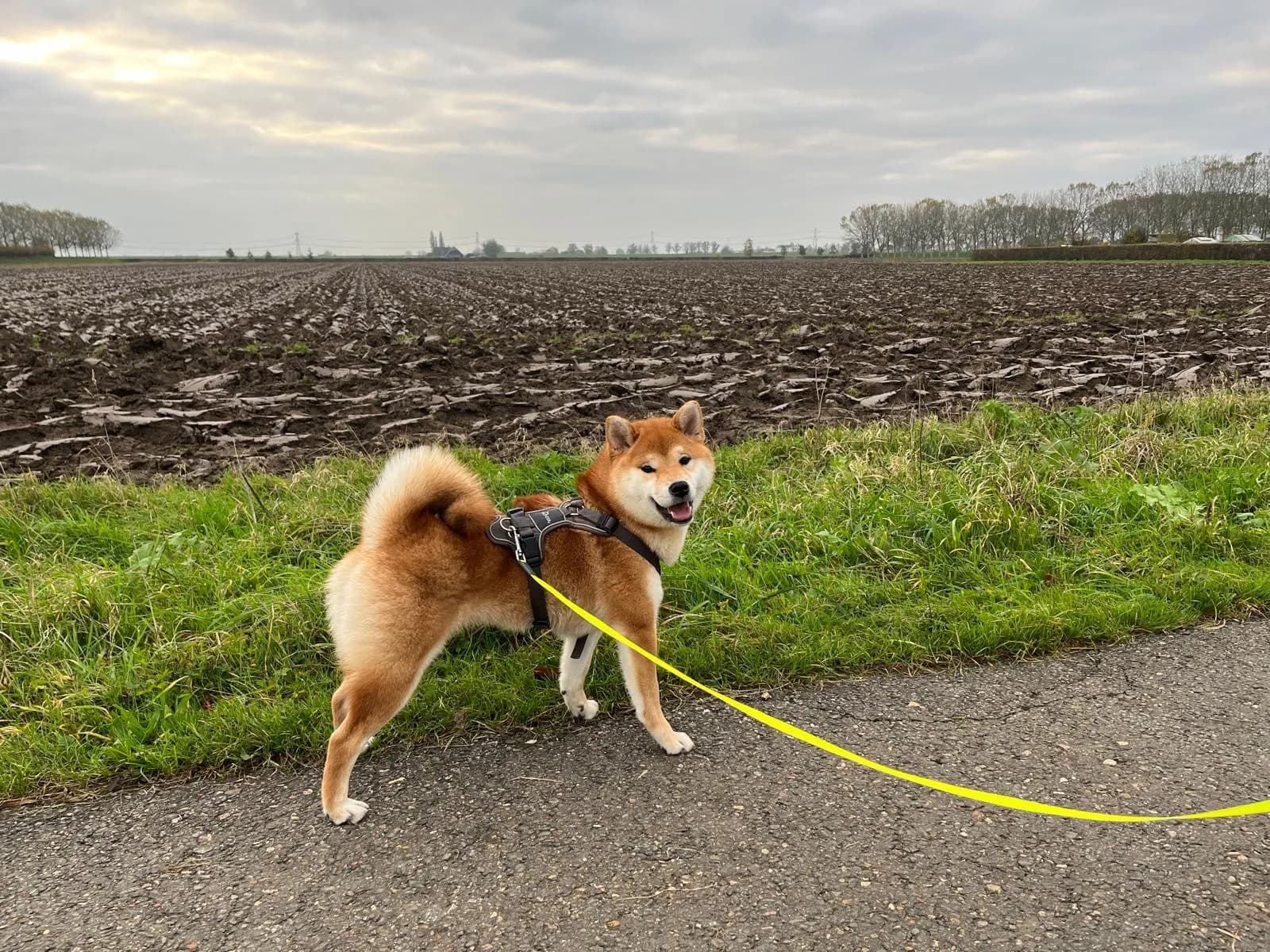 	TERRA ASTREYA LILU YANA VELLA - фон