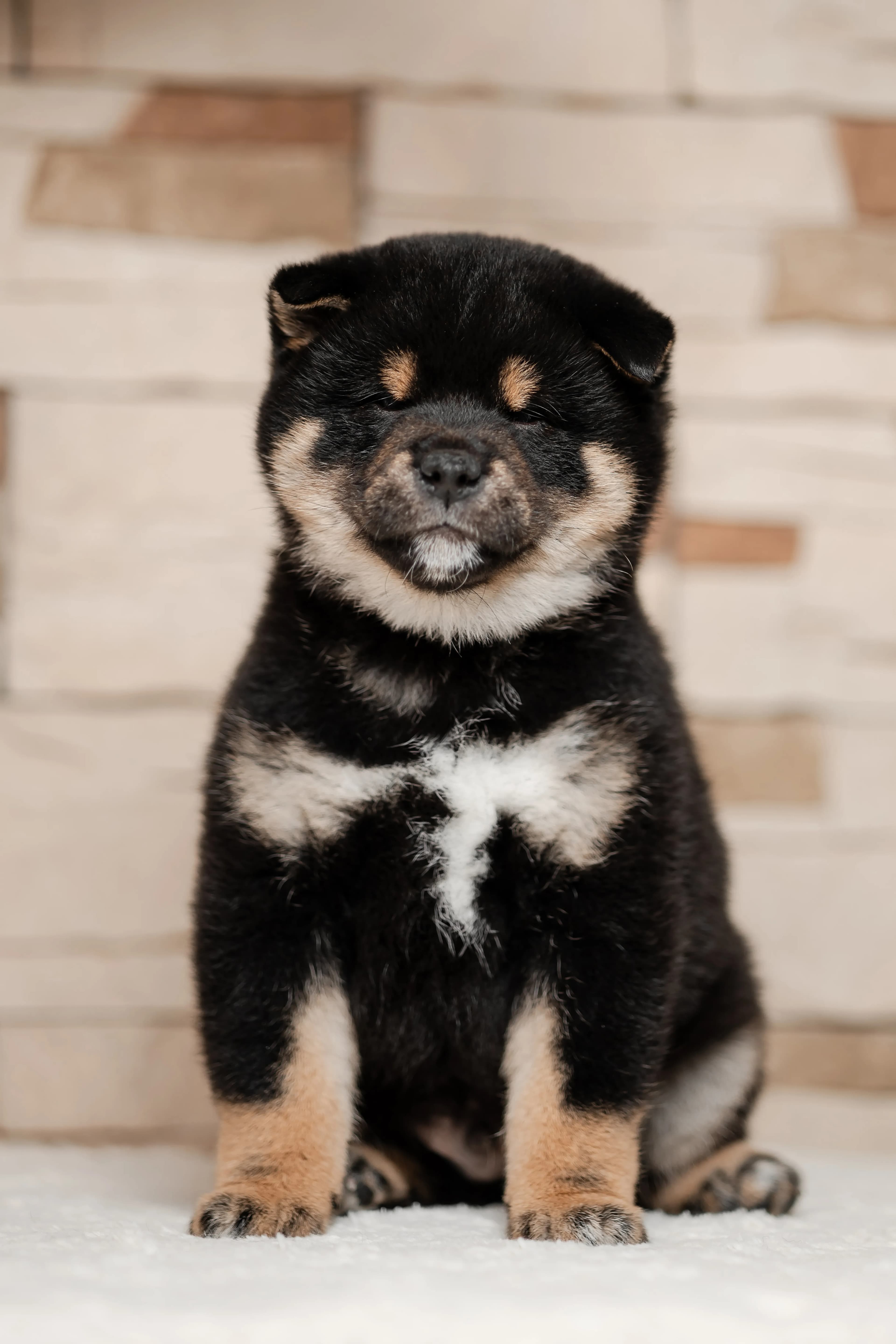 TERRA ASTREYA OLGERD TROY