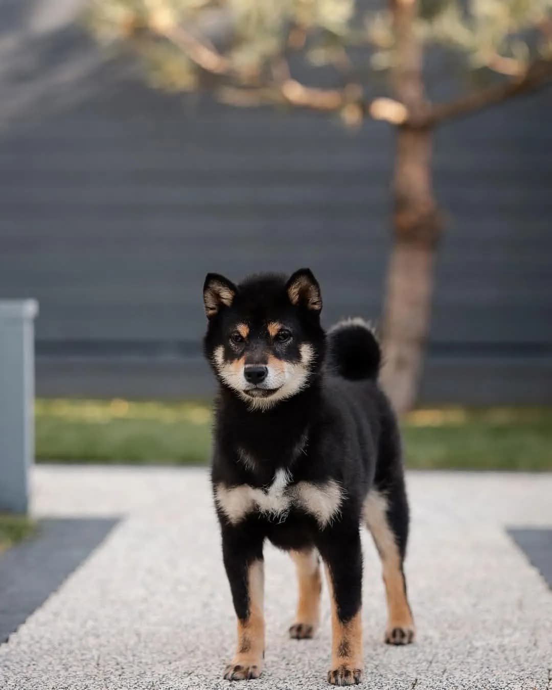 TERRA ASTREYA MEGUMI NO KUROKOMACHI