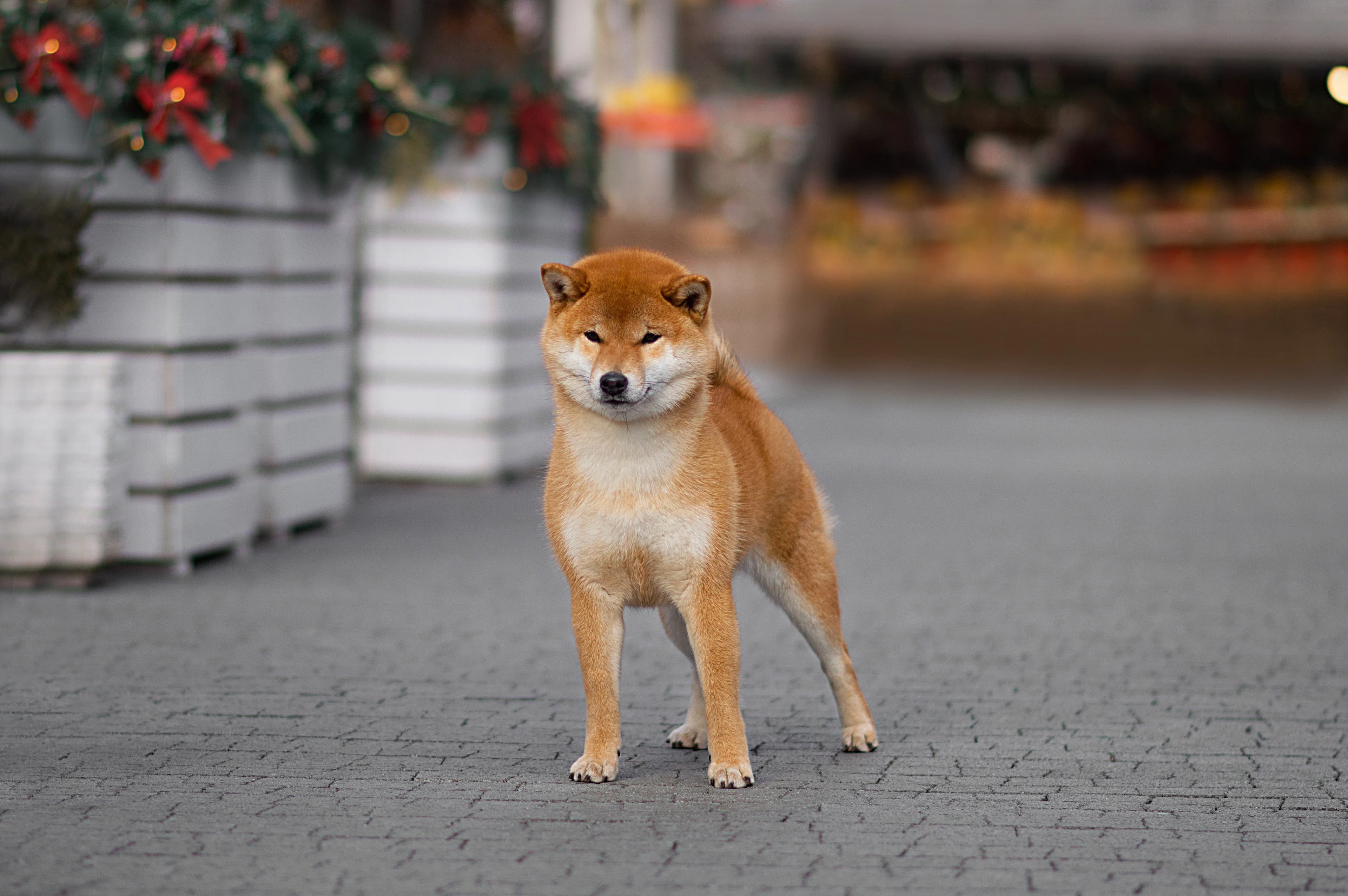 TERRA ASTREYA PAMELA ANNA MARIA - фон