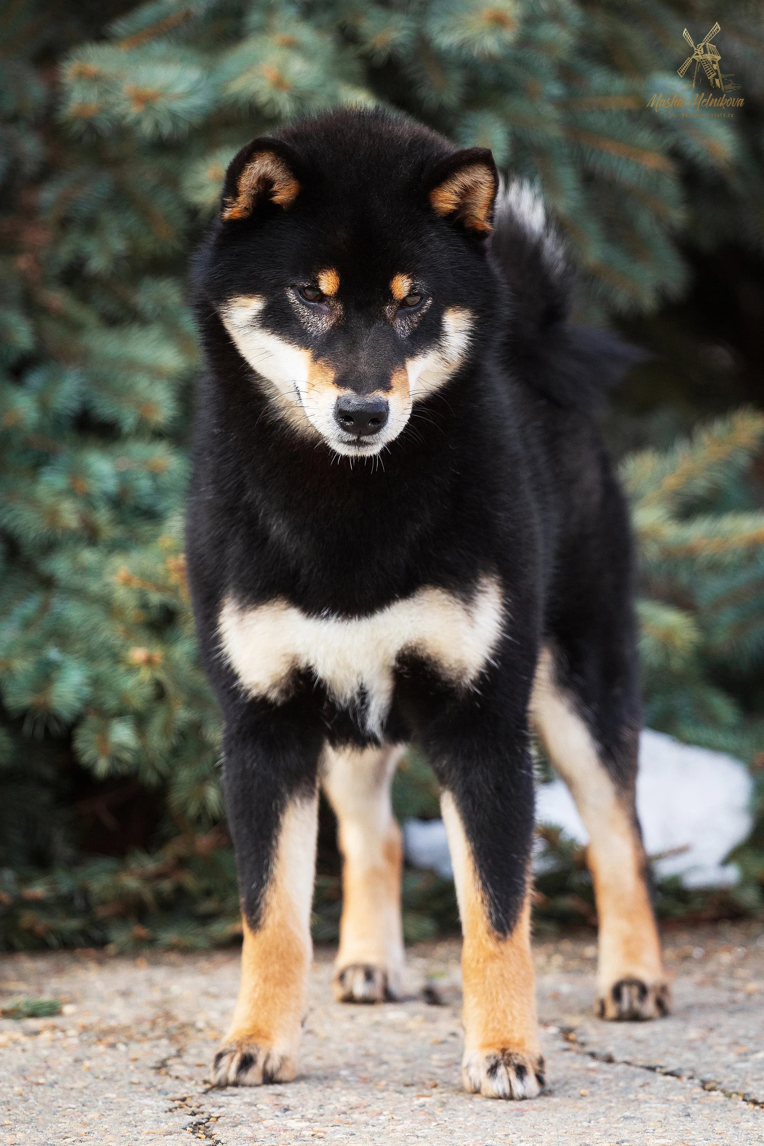 TERRA ASTREYA SHUUKOICHIMARU - фон