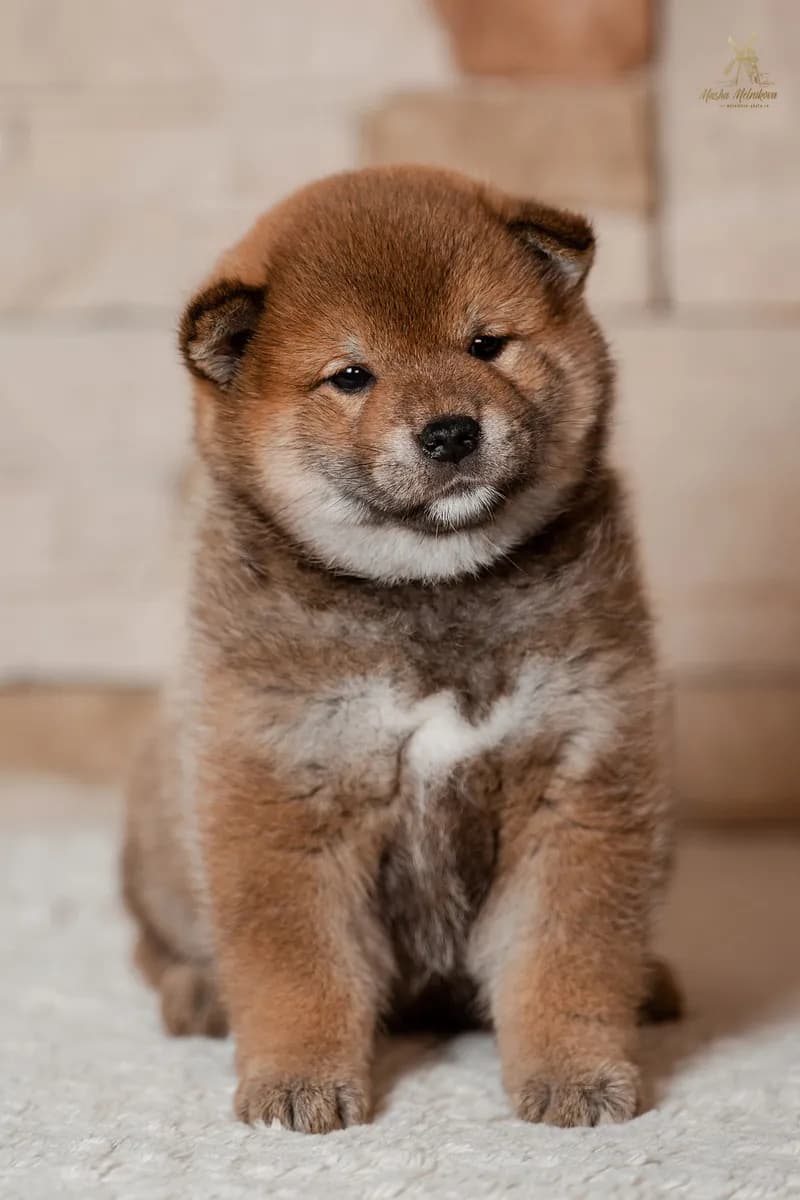 TERRA ASTREYA KOHANA - фон