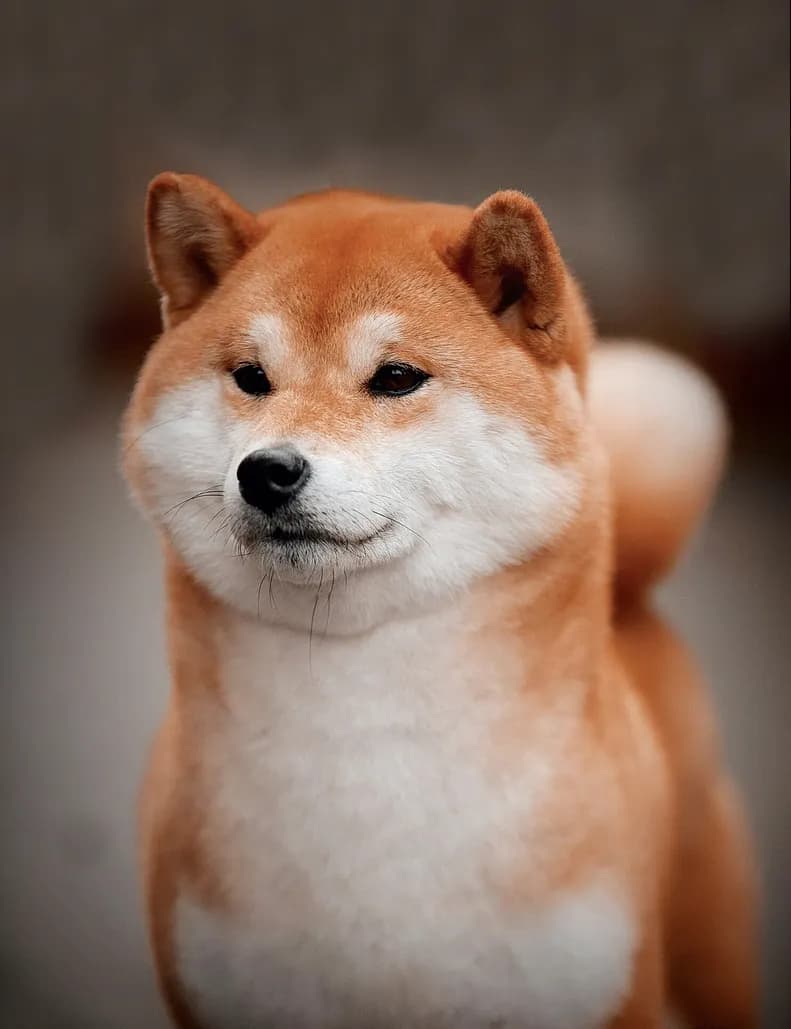 TERRA ASTREYA WABI HIKARI