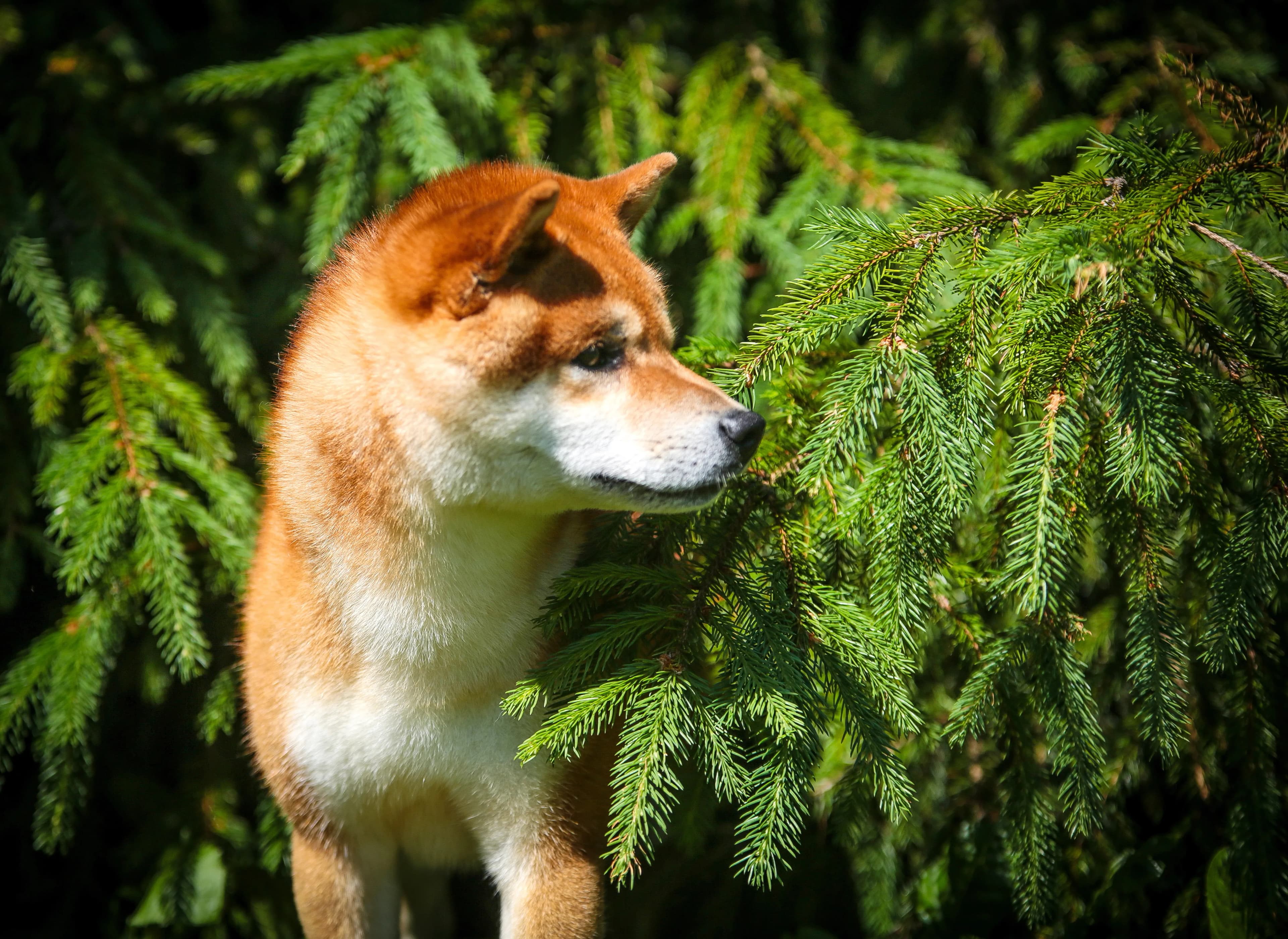 TERRA ASTREYA ISSUI BENIHOMARE