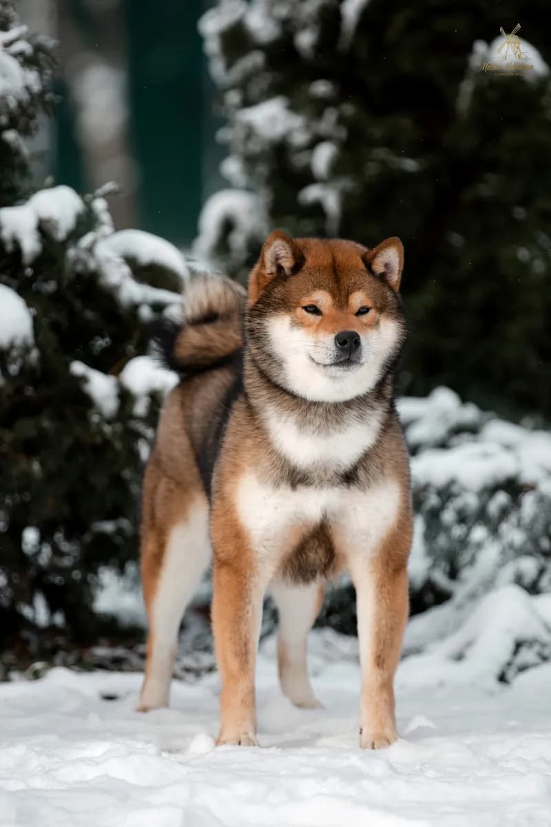 HEIVA ATARI REIDEN - фон