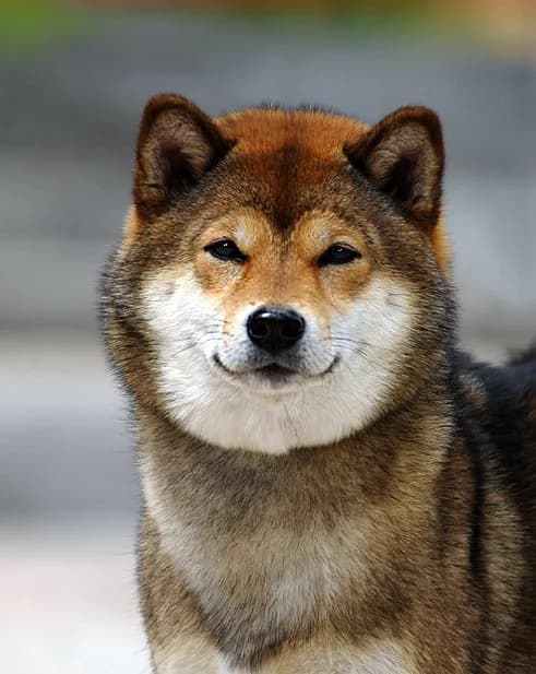 DEMISHSTAR SHINKO ROMI