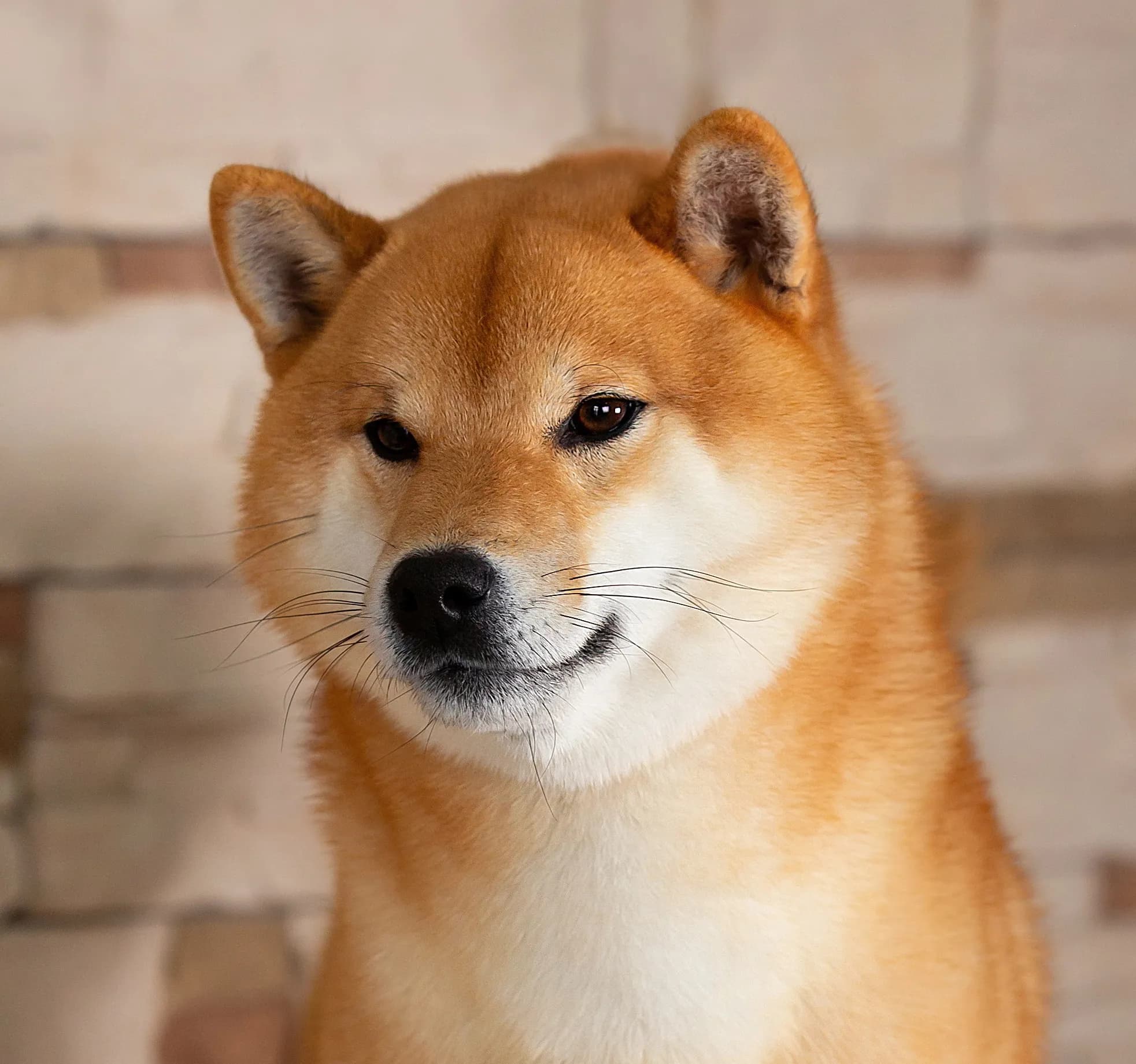 TERRA ASTREYA CHISEI SATO