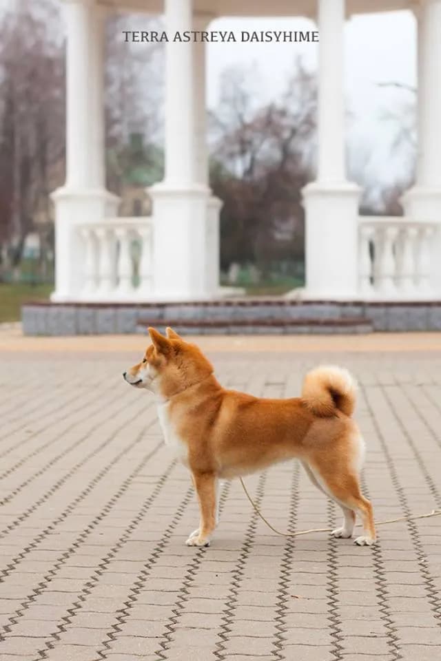 	TERRA ASTREYA DAISYHIME