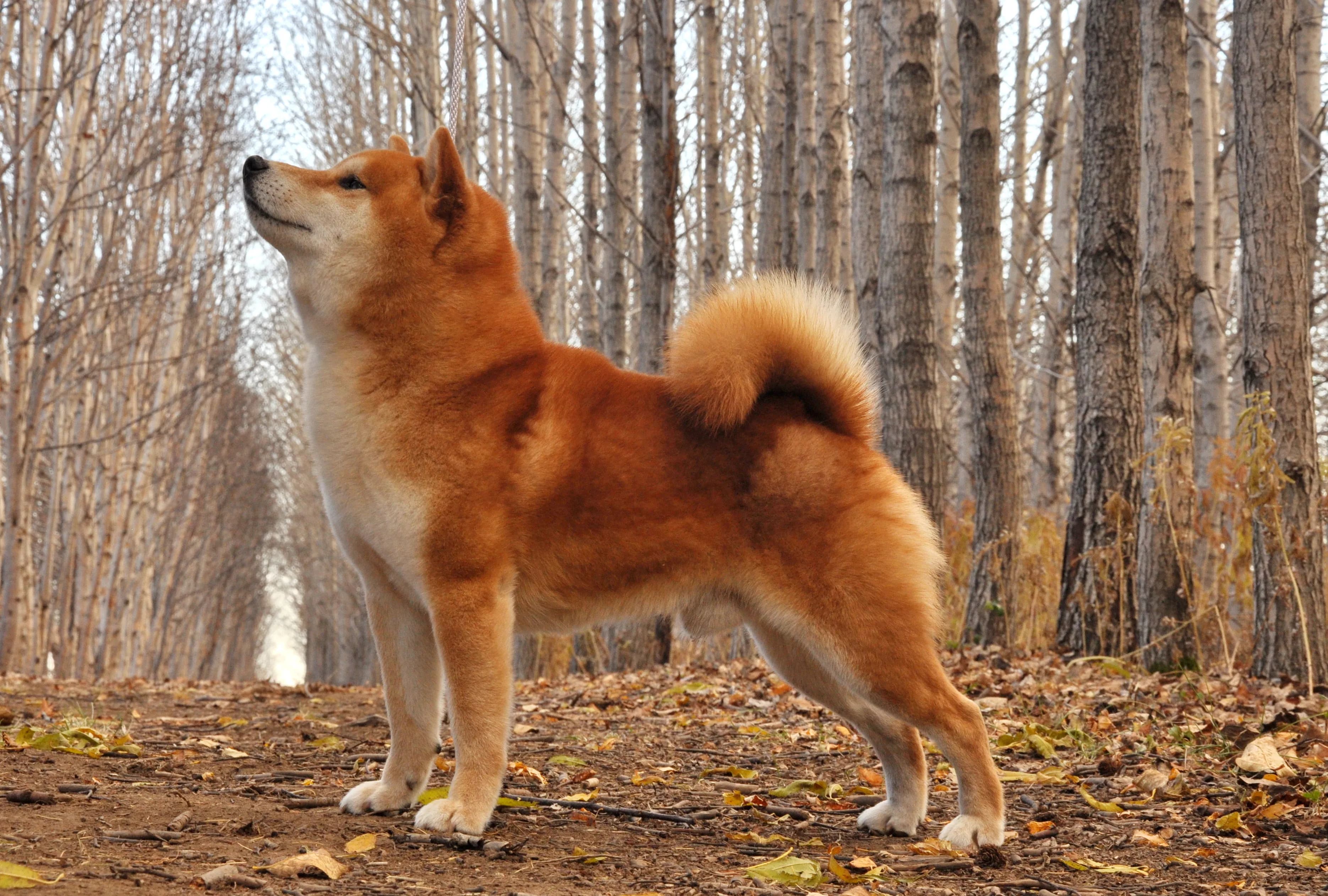 KUROMITSU NO MUSASHI GO HOKKAI KUROMITSUSOU