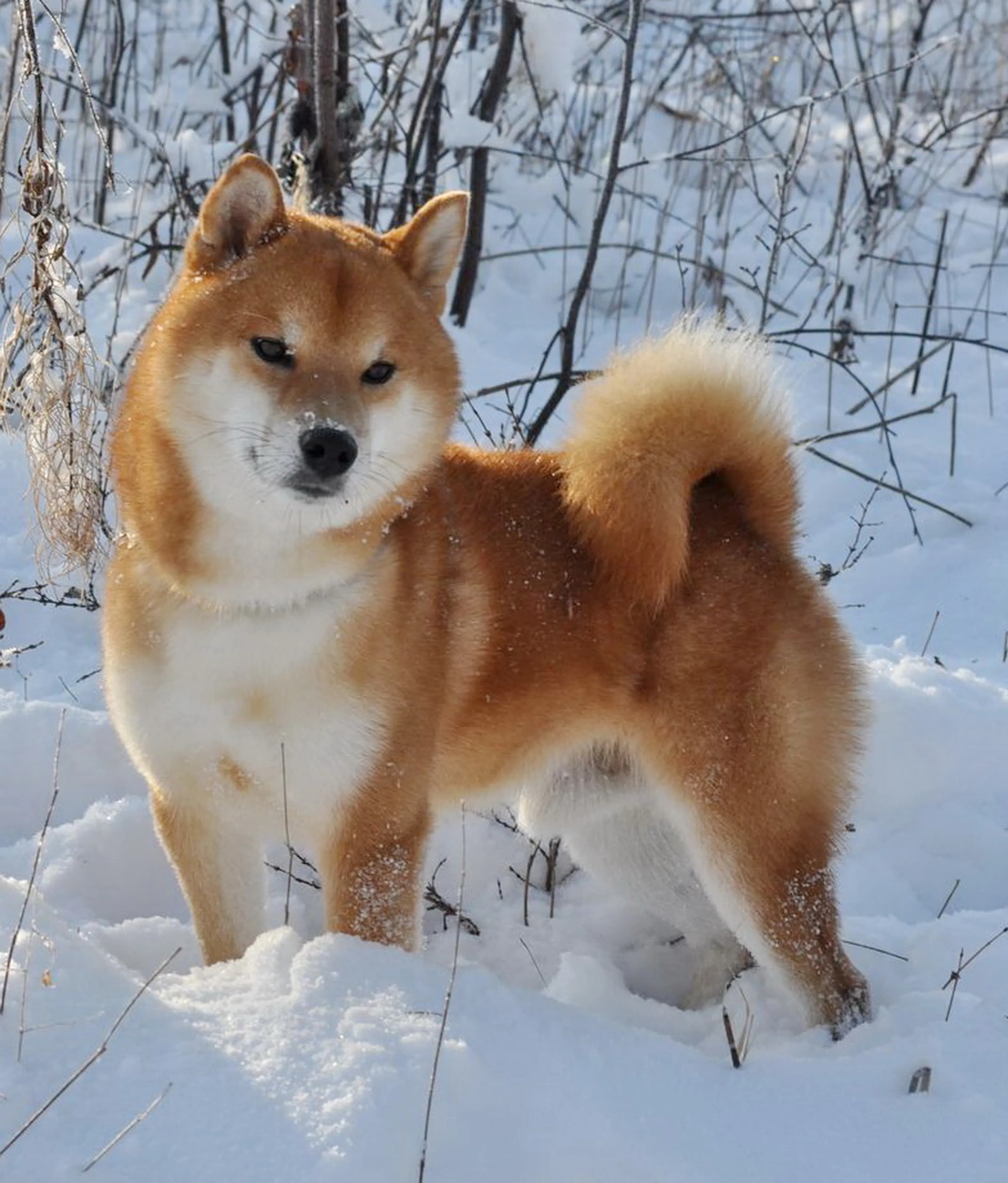 KUROMITSU NO MUSASHI GO HOKKAI KUROMITSUSOU