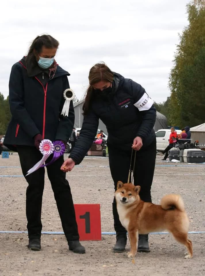 	TERRA ASTREYA HANACHIOKOMACHI - фон