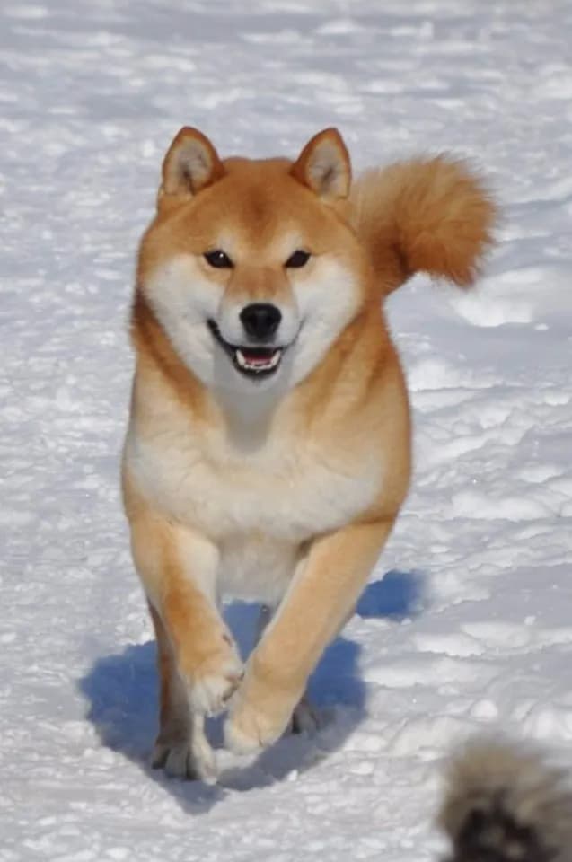 KUROMITSU NO MUSASHI GO HOKKAI KUROMITSUSOU - фон