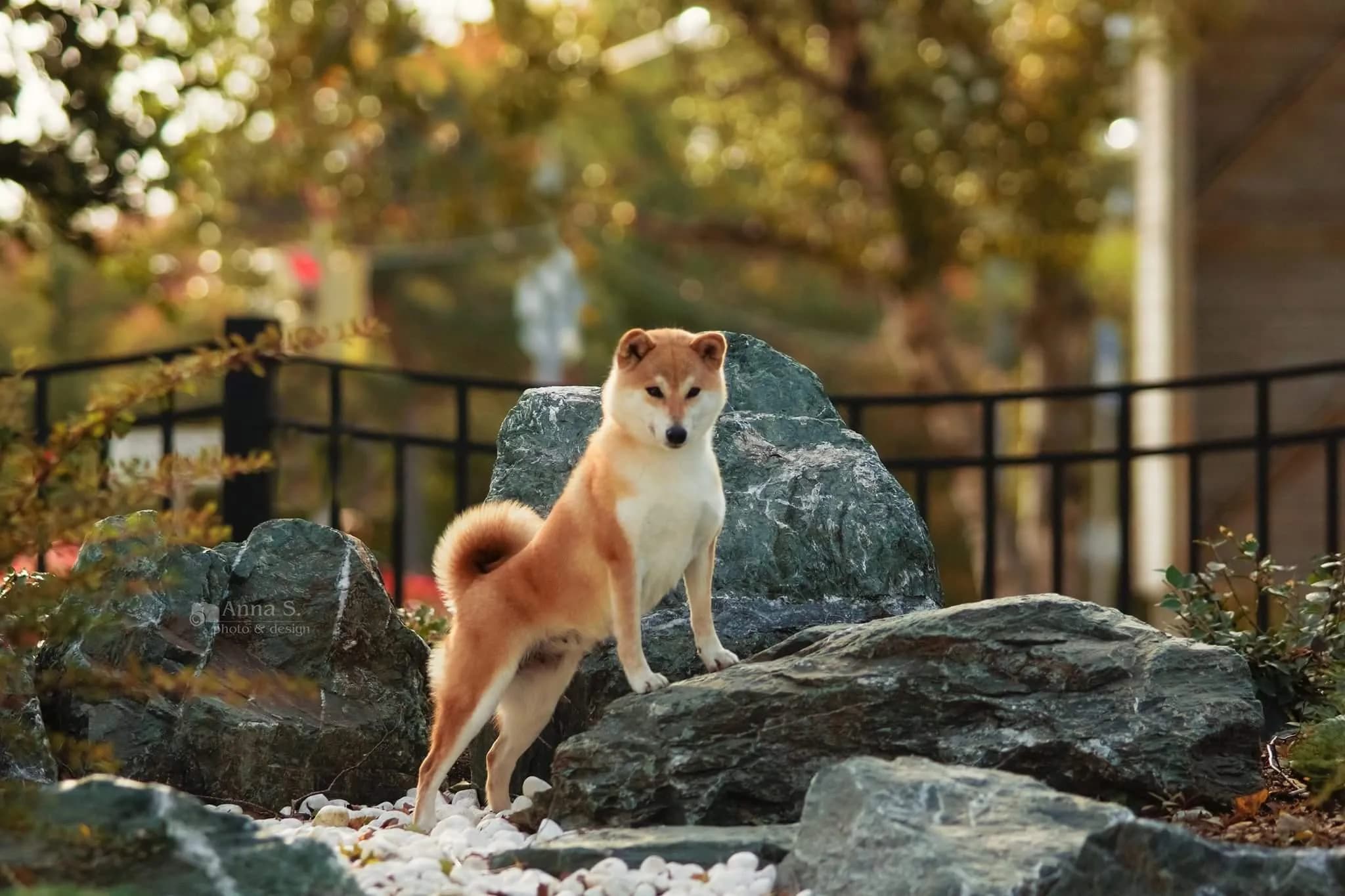 AKATSUKI MOMOHIME - фон