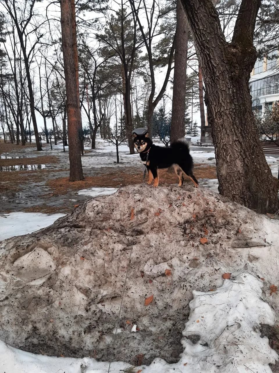 TERRA ASTREYA ASO NO AKIHO - фон
