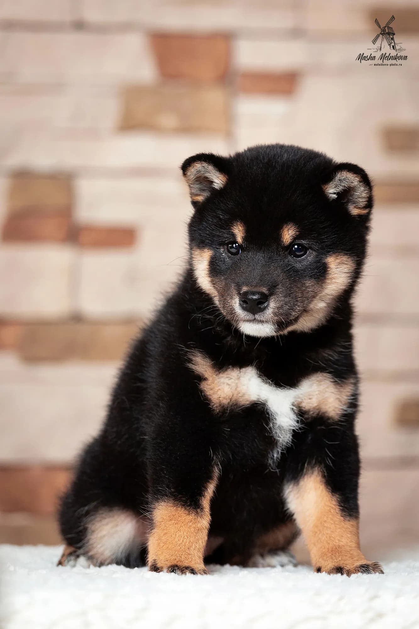 TERRA ASTREYA ASO NO AKIHO