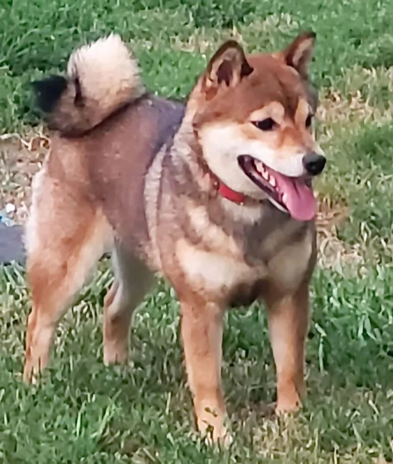 	TERRA ASTREYA PERLA ADELINA ROMI