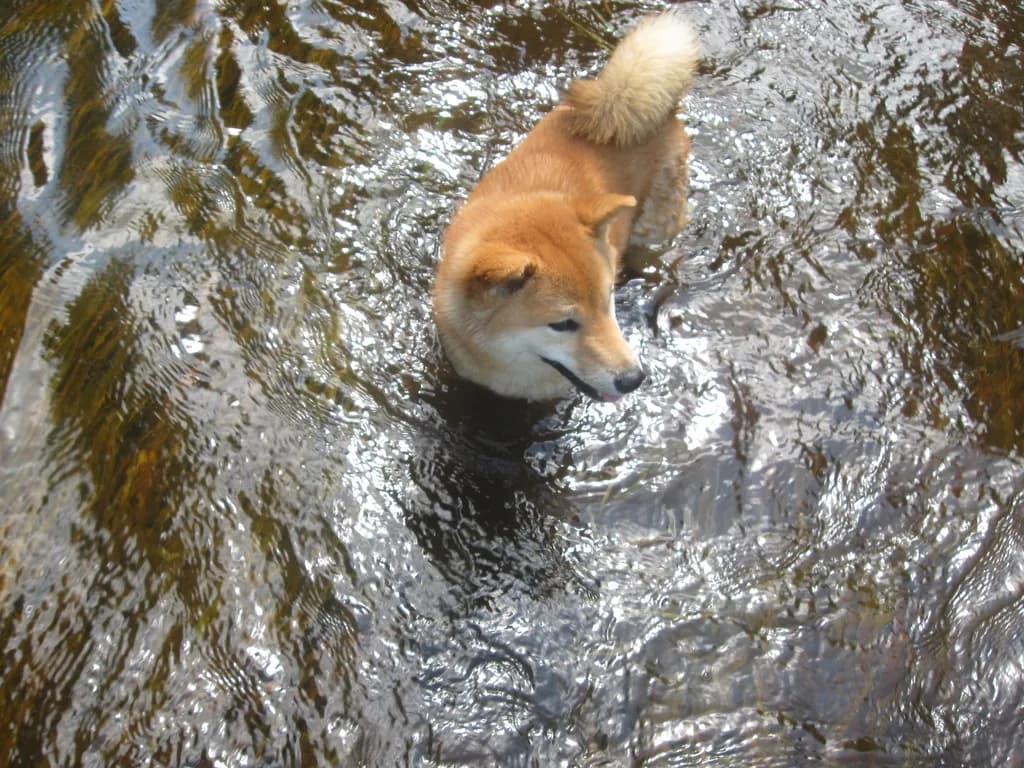 TERRA ASTREYA AYANISHIKIHIME