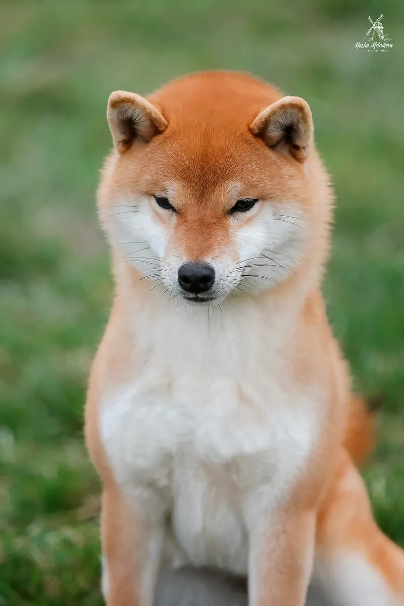 TERRA ASTREYA BENIKOMACHI - фон