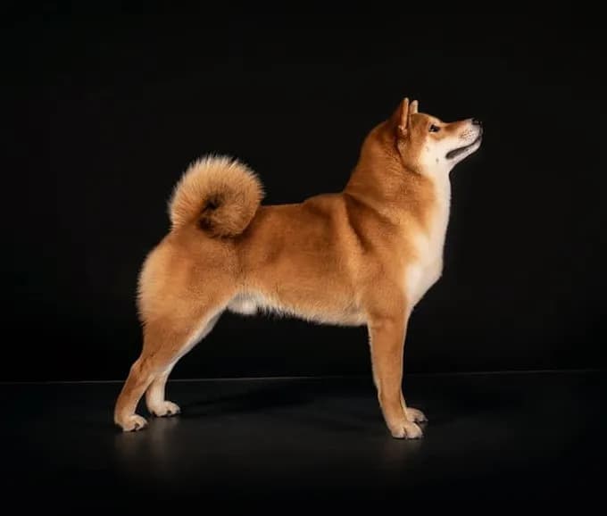 TERRA ASTREYA JINKEI - фон