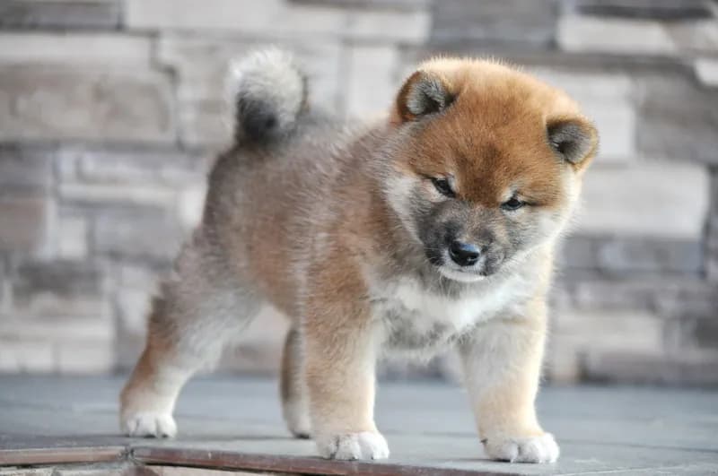 	TERRA ASTREYA YUUICHIROU