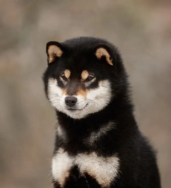 TERRA ASTREYA PRADA KRISTINA VERONIKA