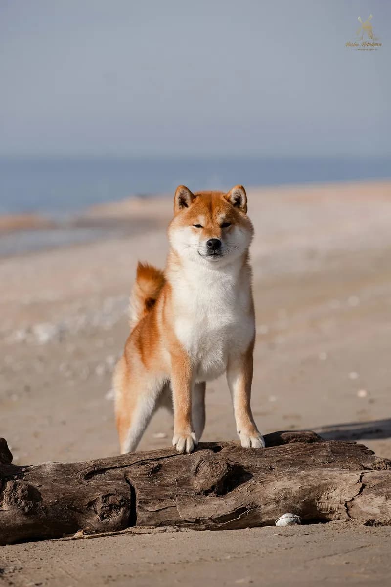 	TERRA ASTREYA WAKAI OSHIO