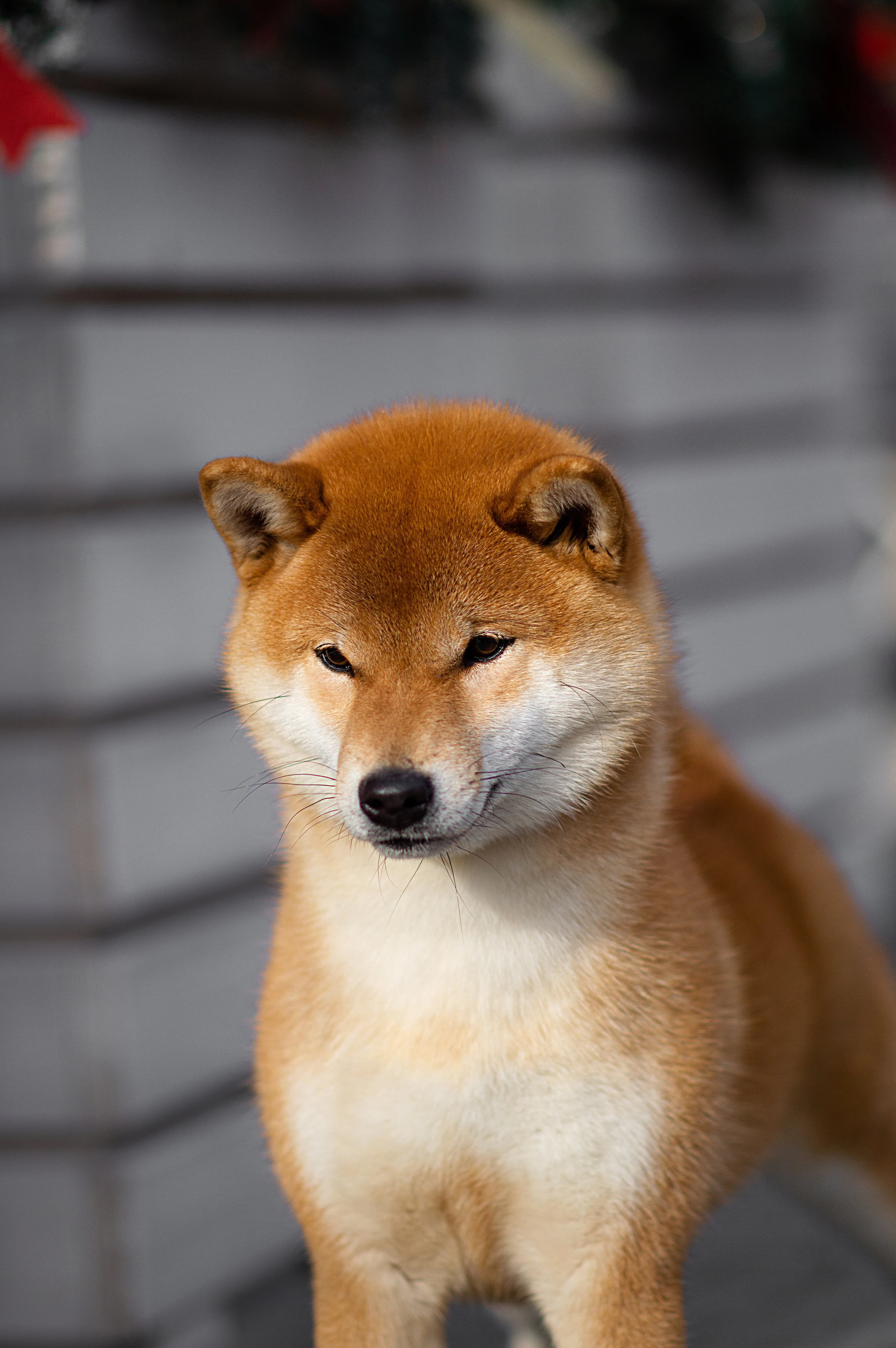 TERRA ASTREYA PAMELA ANNA MARIA